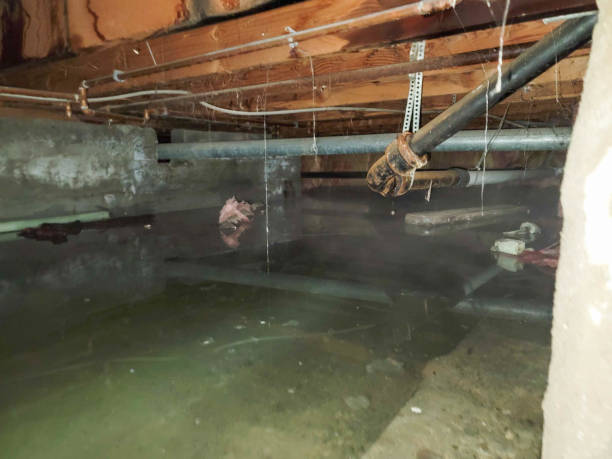Best Flood damage cleanup  in Easley, SC
